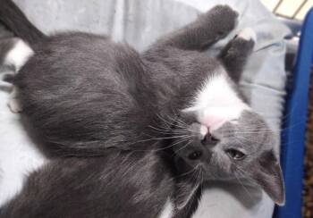 Domestic Short Hair Cats Available for Adoption in Albemarle, North Carolina - Anne Hathaway | PetCurious