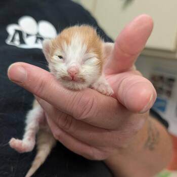 Domestic Short Hair Cats Available for Adoption in Ardmore, Oklahoma - Bimble Brassbottom | PetCurious