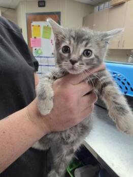 Rescue Domestic Short Hair Cats for Adoption in Verona, Wisconsin - Honey Crisp | PetCurious