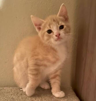 Rescue Domestic Short Hair Cats for Adoption in Redmond, Washington - Snake Eyes | PetCurious