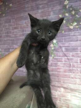 Renbob -  Domestic Short Hair Cat for Adoption in Houston, Texas - Renbob | PetCurious