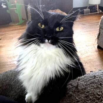 Domestic Long Hair Cats Available for Adoption - Effie | PetCurious