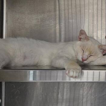 Jasper -  Domestic Short Hair Cat for Adoption in Sarasota, Florida - Jasper | PetCurious
