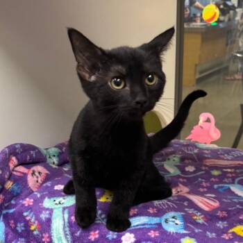 Chance -  Domestic Short Hair Cat for Adoption in Temecula, California - Chance | PetCurious