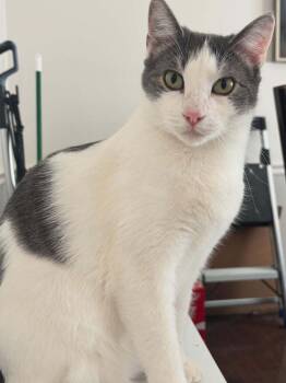 Rescue Domestic Short Hair Cats for Adoption in Glen Raven, North Carolina - CHANDLER | PetCurious