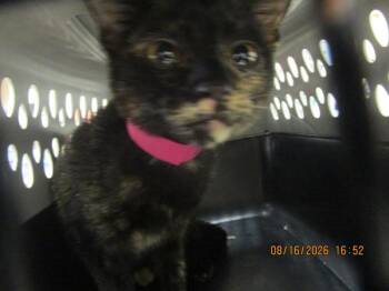 Pippa(615) -  Domestic Short Hair Cat for Adoption in Marietta, Georgia - Pippa(615) | PetCurious