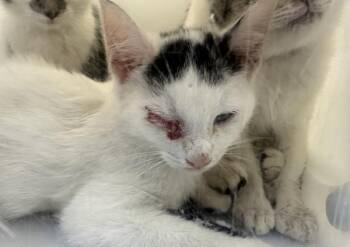 Cloud -  Domestic Short Hair Cat for Adoption - Cloud | PetCurious