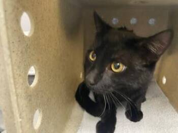 IDAHO -  Domestic Short Hair Cat for Adoption in Kent, Washington - IDAHO | PetCurious