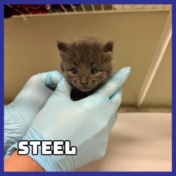 Steel -  Domestic Short Hair and Russian Blue Cat for Adoption in Glenwood, Minnesota - Steel | PetCurious