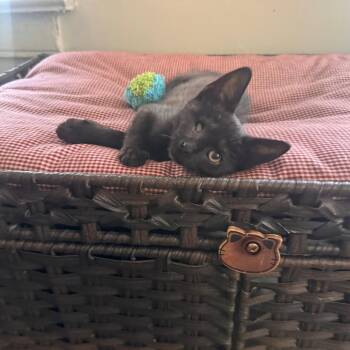 Little Sparrow -  Domestic Short Hair Cat for Adoption in Evanston, Illinois - Little Sparrow | PetCurious