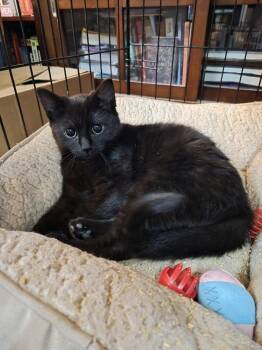 Domestic Short Hair Cats Available for Adoption in Melville, New York - Bluebell | PetCurious