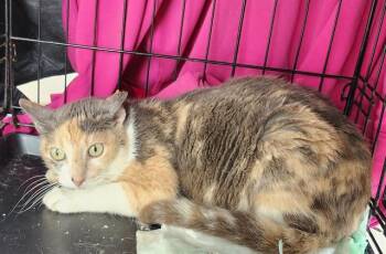 MARGAUX -  Domestic Short Hair Cat for Adoption in San Antonio, Texas - MARGAUX | PetCurious