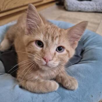 Orlando -  Domestic Short Hair Cat for Adoption in Buffalo, Minnesota - Orlando | PetCurious