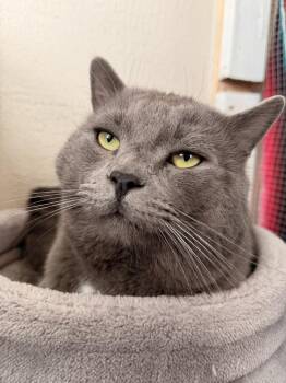 Domestic Short Hair Cats Available for Adoption - Mr. Grey | PetCurious