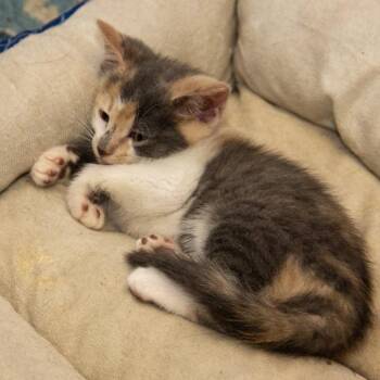 Cassie -  Domestic Short Hair Cat for Adoption in Wichita, Kansas - Cassie | PetCurious