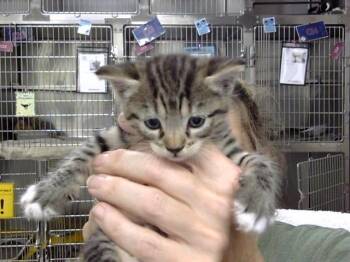 A186795 -  Domestic Short Hair Cat for Adoption in Pasadena, Texas - A186795 | PetCurious