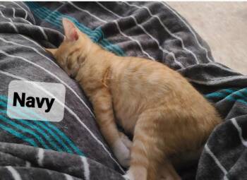 Navy -  Domestic Short Hair Cat for Adoption in Alafaya, Florida - Navy | PetCurious
