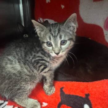 Spitfire -  Domestic Short Hair Cat for Adoption in Las Vegas, Nevada - Spitfire | PetCurious