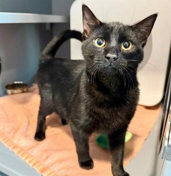 Domestic Short Hair Cats Available for Adoption - MISTER FANTASTIC | PetCurious