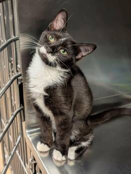 Domestic Short Hair Cats Available for Adoption - Raticate | PetCurious
