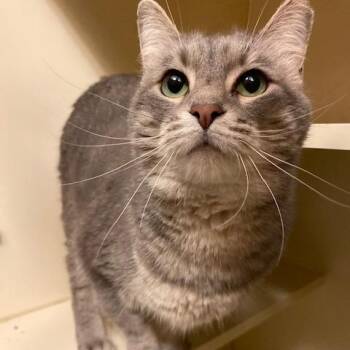 Domestic Short Hair Cats Available for Adoption in Dayton, Ohio - Bonnie | PetCurious
