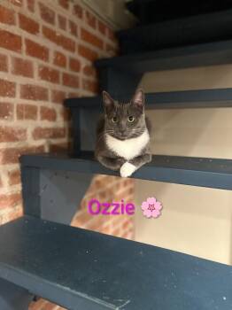 Ozzie -  Domestic Short Hair Cat for Adoption in Walla Walla, Washington - Ozzie | PetCurious