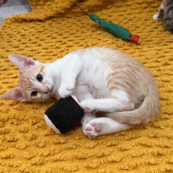 Yuzu -  Domestic Short Hair Cat for Adoption in Los Angeles, California - Yuzu | PetCurious