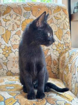 Sally -  Domestic Short Hair Cat for Adoption in Gorham, Maine - Sally | PetCurious