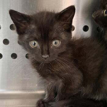 Etouffee -  Domestic Short Hair Cat for Adoption in Washburn, Missouri - Etouffee | PetCurious