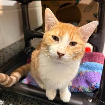 Dipper -  Domestic Short Hair Cat for Adoption in Fairport, New York - Dipper | PetCurious