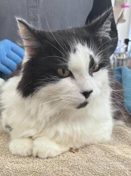Steve -  Domestic Medium Hair Cat for Adoption in Saint Paul, Minnesota - Steve | PetCurious
