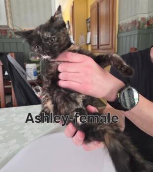 Ashley -  Tortoiseshell Cat for Adoption in Wyandotte, Michigan - Ashley | PetCurious