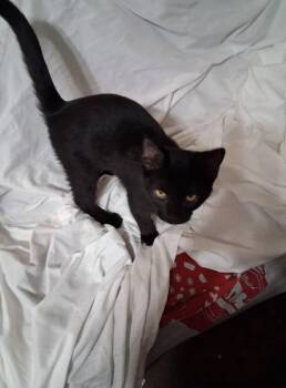 Rescue Domestic Short Hair Cats for Adoption in Inez, Kentucky - Black Knight | PetCurious