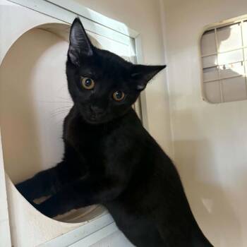 Virgo - Chino Hills Location -  Domestic Short Hair Cat for Adoption in Chino Hills, California - Virgo - Chino Hills Location | PetCurious