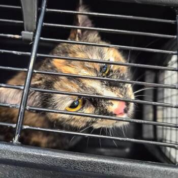 Domestic Short Hair Cats Available for Adoption in Montgomery, Alabama - Jinky | PetCurious