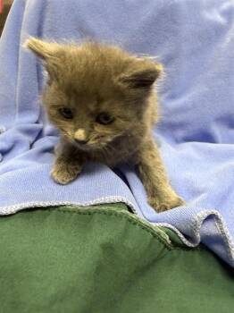 Domestic Medium Hair Cats Available for Adoption in Ontario, California - SABRINA - NEEDS A FOSTER | PetCurious