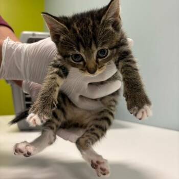 Kylie -  Domestic Short Hair Cat for Adoption in Mooresville, North Carolina - Kylie | PetCurious
