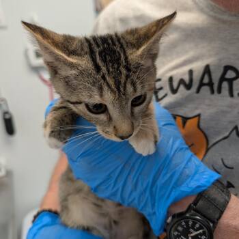 Karma -  Domestic Short Hair Cat for Adoption in Las Vegas, Nevada - Karma | PetCurious