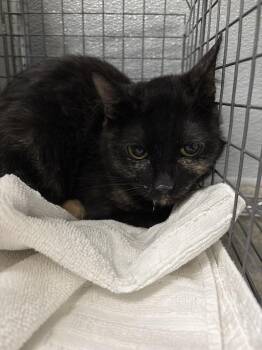 MISO -  Domestic Short Hair Cat for Adoption in Las Vegas, Nevada - MISO | PetCurious