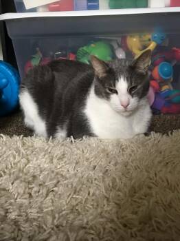 Obie - Courtesy Listing -  Domestic Short Hair Cat for Adoption in Rootstown, Ohio - Obie - Courtesy Listing | PetCurious