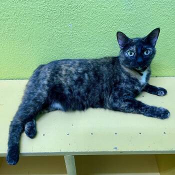 Jazzy -  Domestic Short Hair Cat for Adoption in Springfield, Missouri - Jazzy | PetCurious