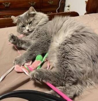 Rescue Maine Coon and Domestic Medium Hair Cats for Adoption in Noble, Oklahoma - Sir Augustine "Gus" | PetCurious