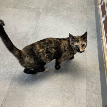 Goldie&Dottie -  Calico and Sphynx Hairless Cat Cat Available for Adoption in Kent, Washington - Goldie&Dottie | PetCurious