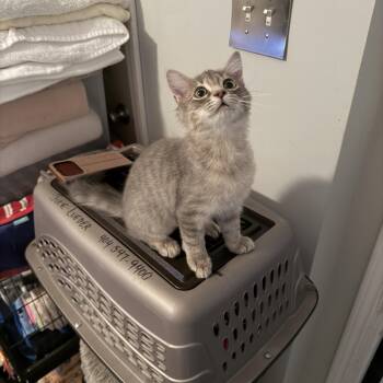 Macaroon -  Domestic Medium Hair Cat for Adoption in Melrose, Massachusetts - Macaroon | PetCurious