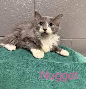 Nugget -  Domestic Short Hair Cat for Adoption in Fort Worth, Texas - Nugget | PetCurious