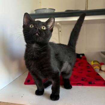 Lavender - City of Industry Location -  Domestic Short Hair Cat for Adoption in Chino Hills, California - Lavender - City Of Industry Location | PetCurious
