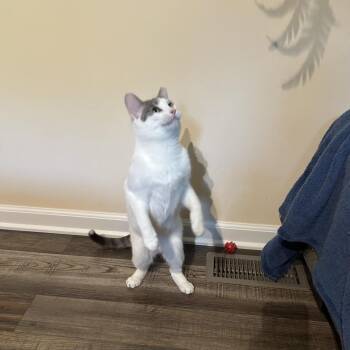 Bells a Flying 55920 -  Domestic Medium Hair Cat for Adoption in Eaton Rapids, Michigan - Bells A Flying 55920 | PetCurious