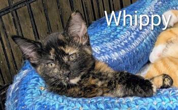 Whippy -  Tortoiseshell Cat for Adoption in Mears, Michigan - Whippy | PetCurious