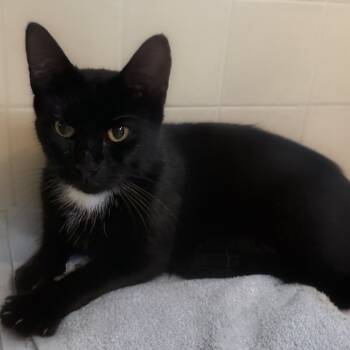 Rescue Domestic Short Hair Cats for Adoption in Muncie, Indiana - Luna | PetCurious