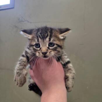 Domestic Short Hair Cats Available for Adoption in West Olive, Michigan - Shelbie | PetCurious